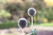 ../galleries/2017.09.16_Botanischer_Garten/DSC_4757.thumbnail.jpg