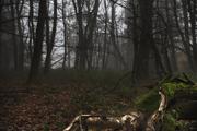 ../galleries/2018.12.28_Spaziergang_im_Taunus/DSC_0398.thumbnail.jpg