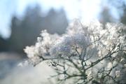 ../galleries/2019.01.20_Experimenteller_Botanischer_Garten/DSC_0589.thumbnail.jpg