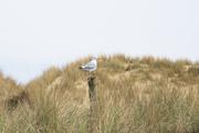 ../galleries/2019.04.24_Amrum_-_Tag_9/DSC_3238.thumbnail.jpg