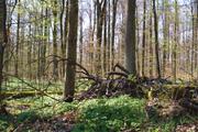 ../galleries/2020.04.12_Wandern_Harz_Walkenried_Zorge/DSC_4913.thumbnail.jpg