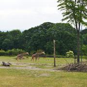 ../galleries/2020.06.03_Opel_Zoo_Kronberg/DSC_5376.thumbnail.jpg