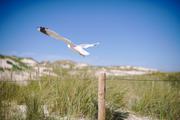 ../galleries/2020.06.21_Urlaub_Amrum_-_Tag_3/DSC_5882.thumbnail.jpg