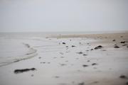 ../galleries/2022.09.07_Urlaub_Amrum_-_Tag_5_-_Strand/DSC_4354.thumbnail.jpg