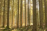 ../galleries/2025.10.01_Urlaub_Spessart_-_Wald/DSC_5643.thumbnail.jpg